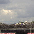 12_20-mast.jpg