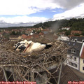 12_20-nest.jpg
