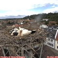 12_25-nest.jpg