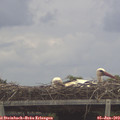 12_30-mast.jpg