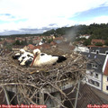 12_30-nest.jpg