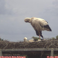 12_35-mast.jpg