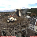 12_35-nest.jpg