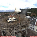 12_40-nest.jpg