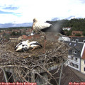 12_45-nest.jpg