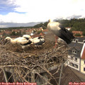 12_50-nest.jpg