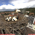 12_55-nest.jpg