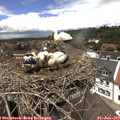 13_00-nest.jpg