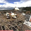 13_05-nest.jpg