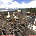 13_10-nest.jpg