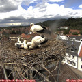 13_15-nest.jpg