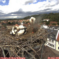 13_20-nest.jpg