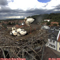 13_25-nest.jpg