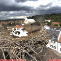 13_30-nest.jpg
