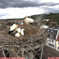13_35-nest.jpg