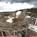 13_40-nest.jpg