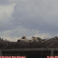 13_45-mast.jpg