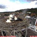 13_45-nest.jpg