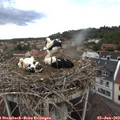 13_50-nest.jpg
