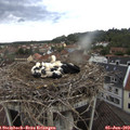 13_55-nest.jpg