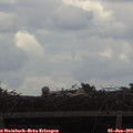 14_00-mast.jpg