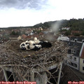 14_00-nest.jpg
