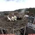 14_05-nest.jpg