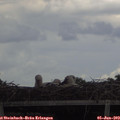 14_10-mast.jpg