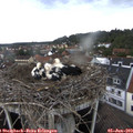 14_10-nest.jpg