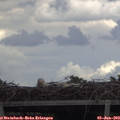 14_15-mast.jpg