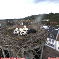 14_15-nest.jpg