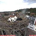 14_20-nest.jpg