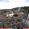 14_25-nest.jpg