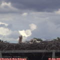 14_30-mast.jpg