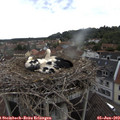 14_30-nest.jpg