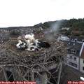 14_35-nest.jpg