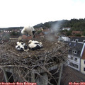 14_40-nest.jpg