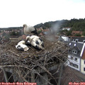 14_45-nest.jpg
