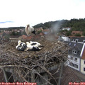 14_50-nest.jpg