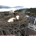 15_10-nest.jpg