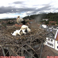 15_15-nest.jpg
