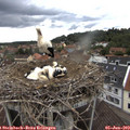 15_20-nest.jpg