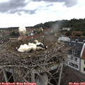 15_25-nest.jpg