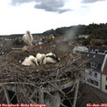 15_30-nest.jpg