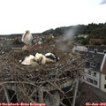 15_35-nest.jpg
