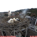 15_40-nest.jpg