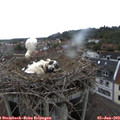 15_45-nest.jpg