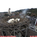 15_50-nest.jpg