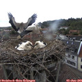 15_55-nest.jpg