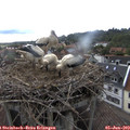 16_00-nest.jpg